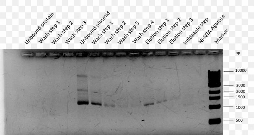 International Genetically Engineered Machine Plasmid BioBrick Assay Cell, PNG, 1200x637px, Plasmid, Assay, Biobrick, Black And White, Brand Download Free