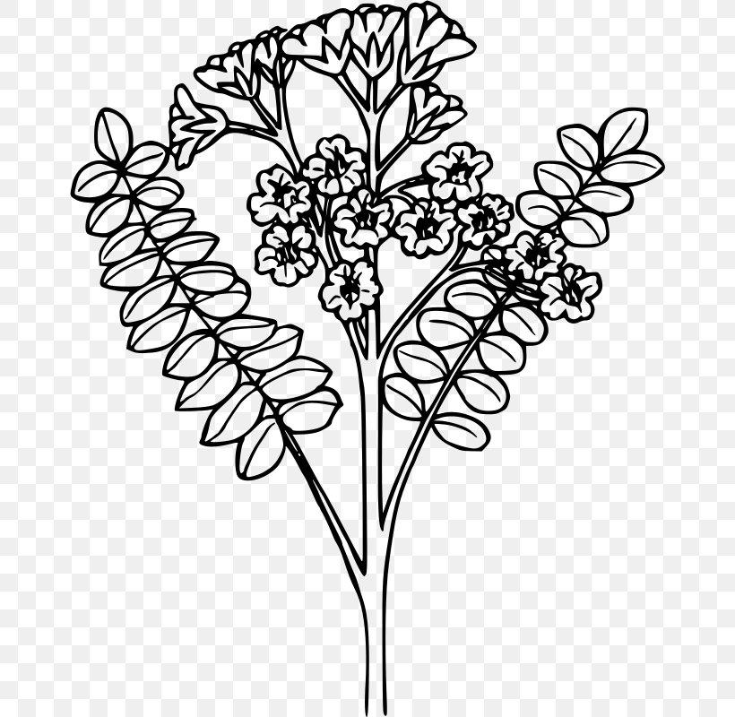 Jacob's Ladder Drawing Clip Art, PNG, 664x800px, Drawing, Art, Black And White, Botanical Illustration, Branch Download Free