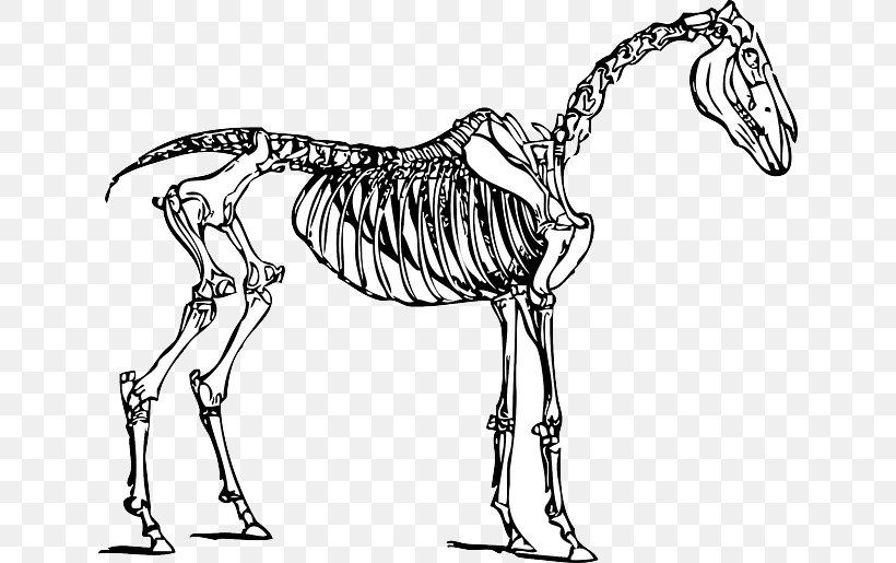 Skeletal System Of The Horse Skeleton Clip Art, PNG, 640x515px, Horse, Animal Figure, Artwork, Black And White, Bone Download Free