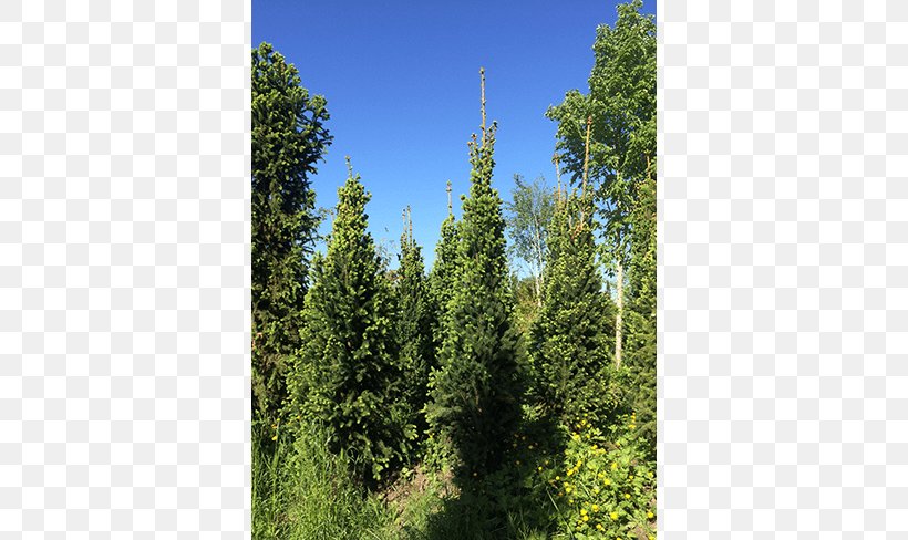 Spruce Leyland Cypress Larch Temperate Broadleaf And Mixed Forest Fir, PNG, 650x488px, Spruce, Arborvitae, Biome, Conifer, Cupressus Download Free
