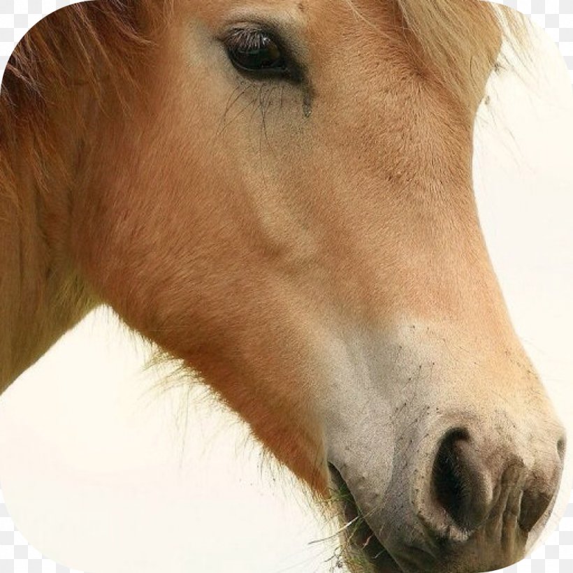 Stallion Thoroughbred Andalusian Horse Mane, PNG, 1024x1024px, Stallion, Andalusian Horse, Bay, Black, Bridle Download Free