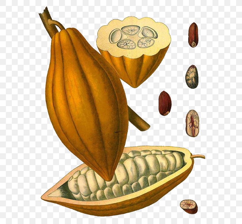 Theobroma Cacao Cocoa Bean Chocolate Nut Cocoa Solids, PNG, 608x760px, Theobroma Cacao, Banana, Bean, Chocolate, Chocolate Syrup Download Free