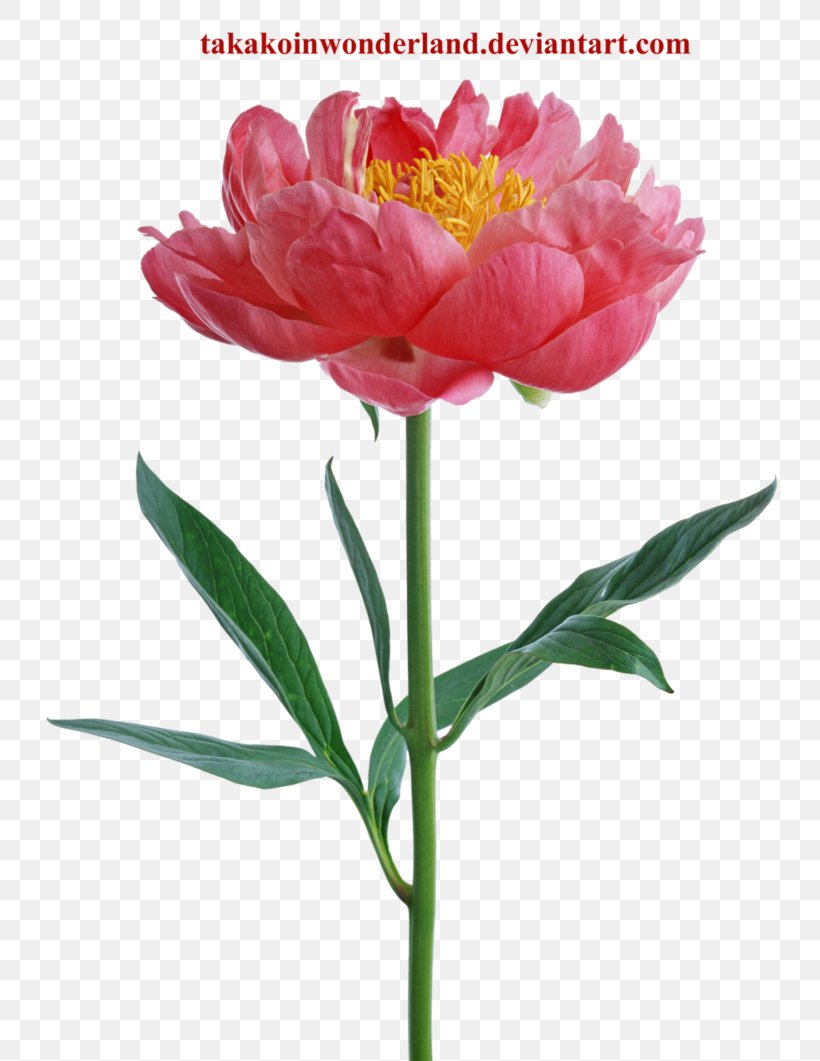 Peony Flower Desktop Wallpaper Stock Photography Clip Art, PNG, 753x1061px, Peony, Bud, Color, Cut Flowers, Flower Download Free
