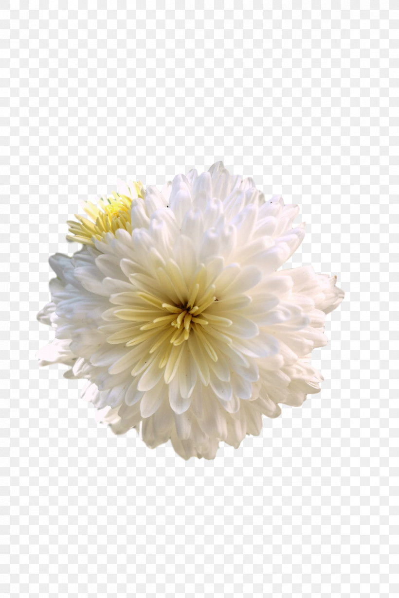 Chrysanthemum Transvaal Daisy Cut Flowers Dahlia Petal, PNG, 1200x1800px, Chrysanthemum, Aster, Biology, Cut Flowers, Dahlia Download Free