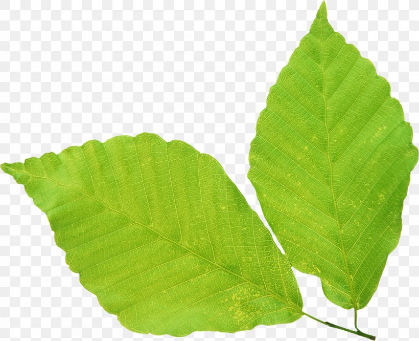 Green Clip Art Leaf No Image, PNG, 1023x831px, Green, Digital Image, Leaf, Photography, Plant Download Free