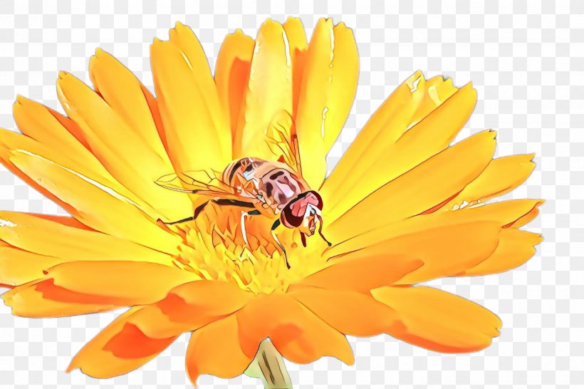 Marigold Flower, PNG, 2448x1632px, Cartoon, Amber, Apocrita, Bee, Bee Pollen Download Free