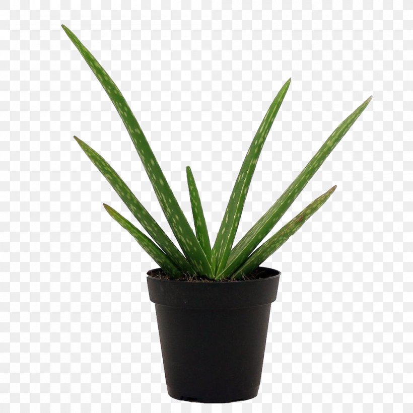 Plant Flowerpot Flower Yucca Houseplant, PNG, 1000x1000px, Plant, Agave, Flower, Flowerpot, Grass Download Free