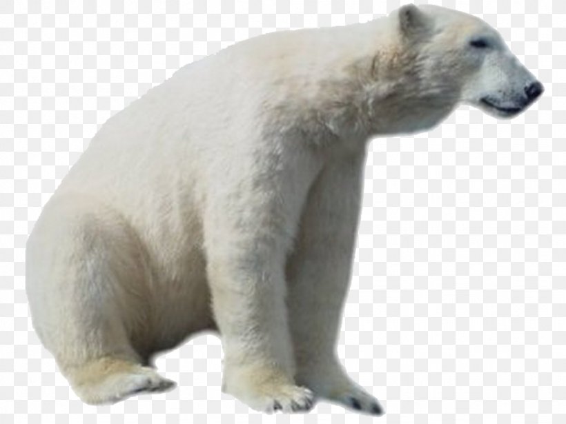 Polar Bear Arctic Clip Art, PNG, 1024x768px, Polar Bear, Animal, Arctic, Bear, Carnivoran Download Free