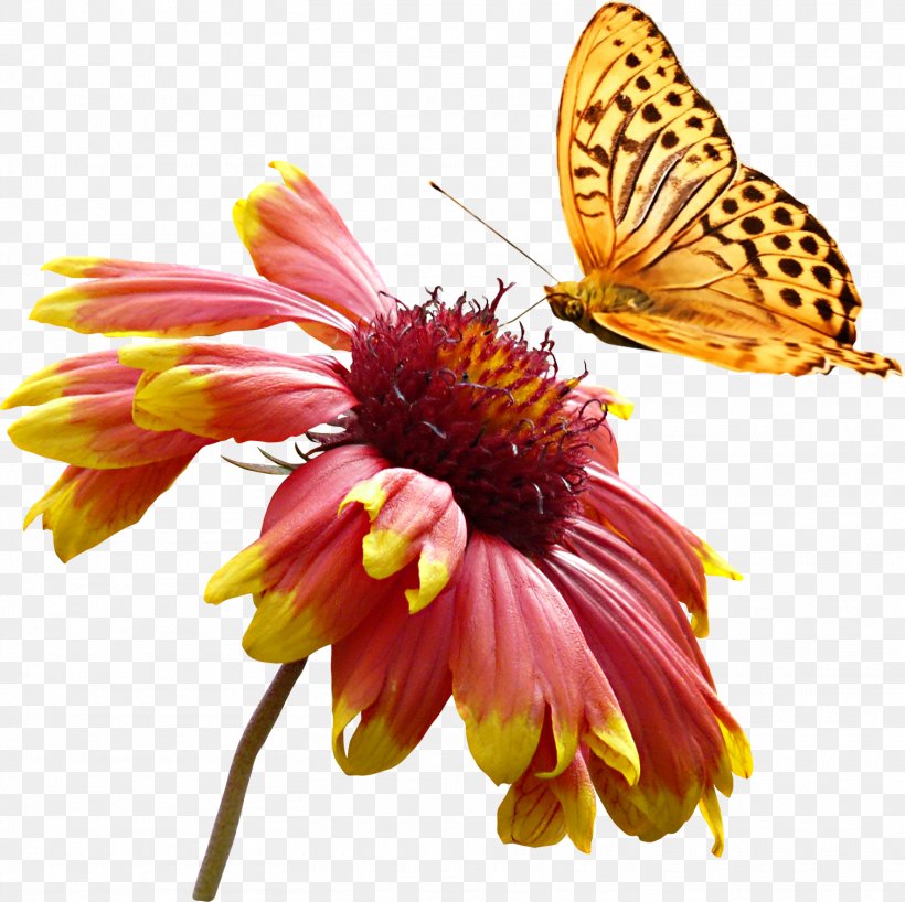 Clip Art, PNG, 1510x1507px, Flower, Animal, Arthropod, Brush Footed Butterfly, Butterflies And Moths Download Free