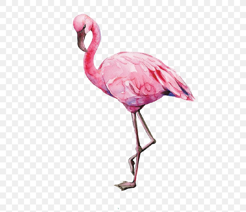 Flamingo Bird Watercolor Painting Illustration Image, PNG, 520x705px, Flamingo, Art, Beak, Bird, Canvas Download Free