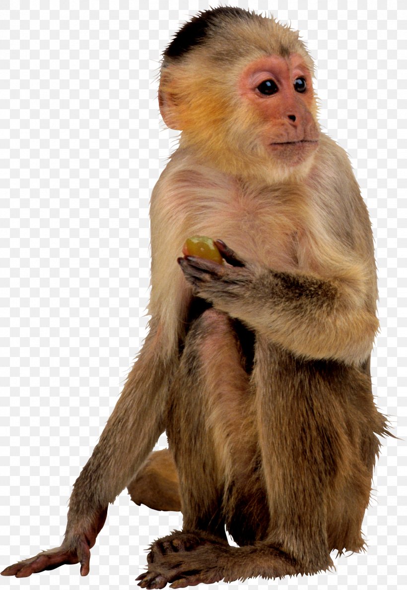 Monkey, PNG, 1735x2519px, Monkey, Digital Image, Fauna, Fur, Macaque Download Free