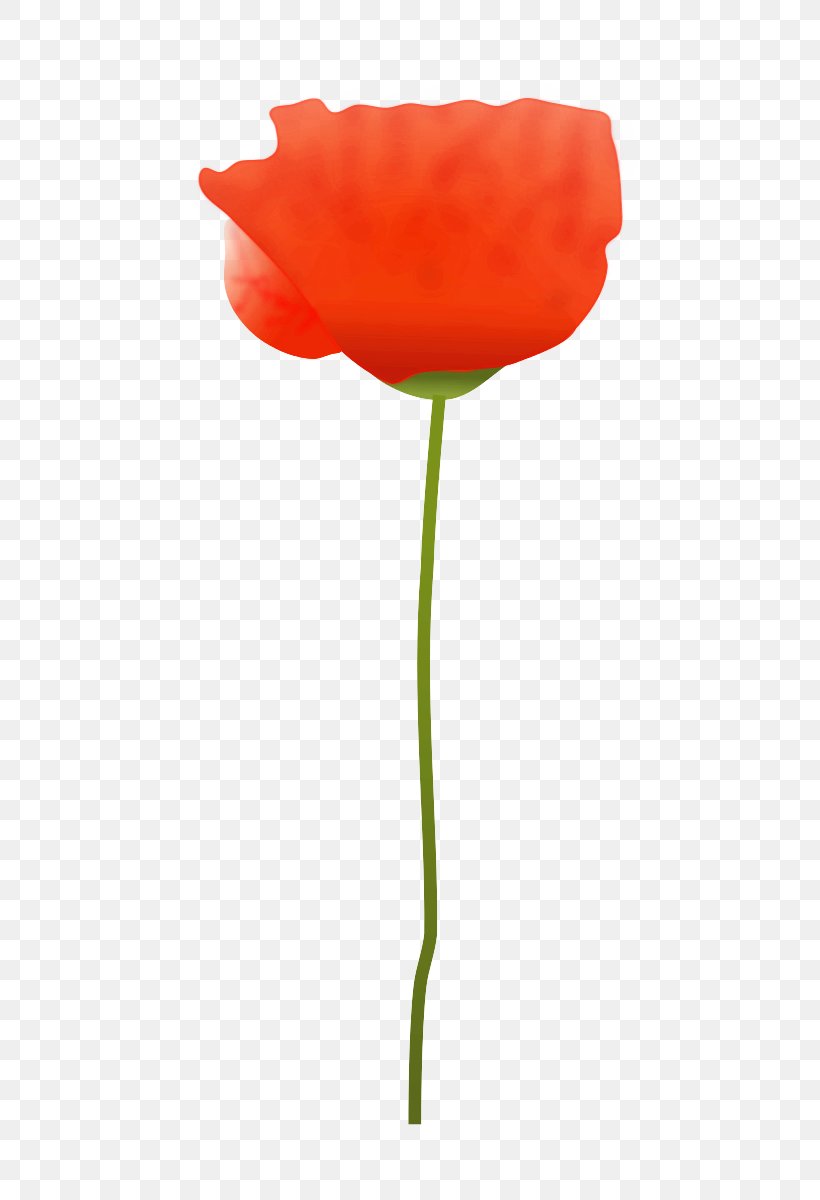 Orange, PNG, 525x1200px, Flower, Coquelicot, Corn Poppy, Orange, Petal Download Free