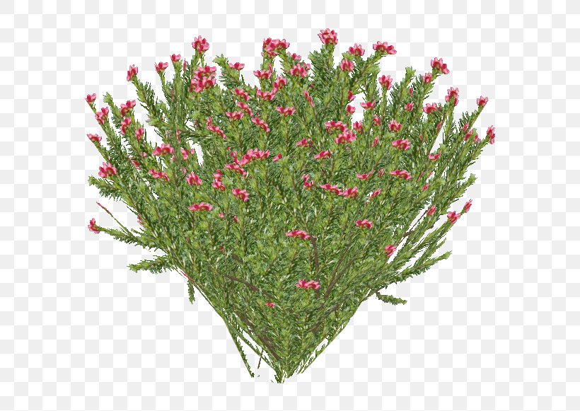 Spider Cartoon, PNG, 581x581px, Rosemary, Baby Boomers, Flower, Grass, Herb Download Free