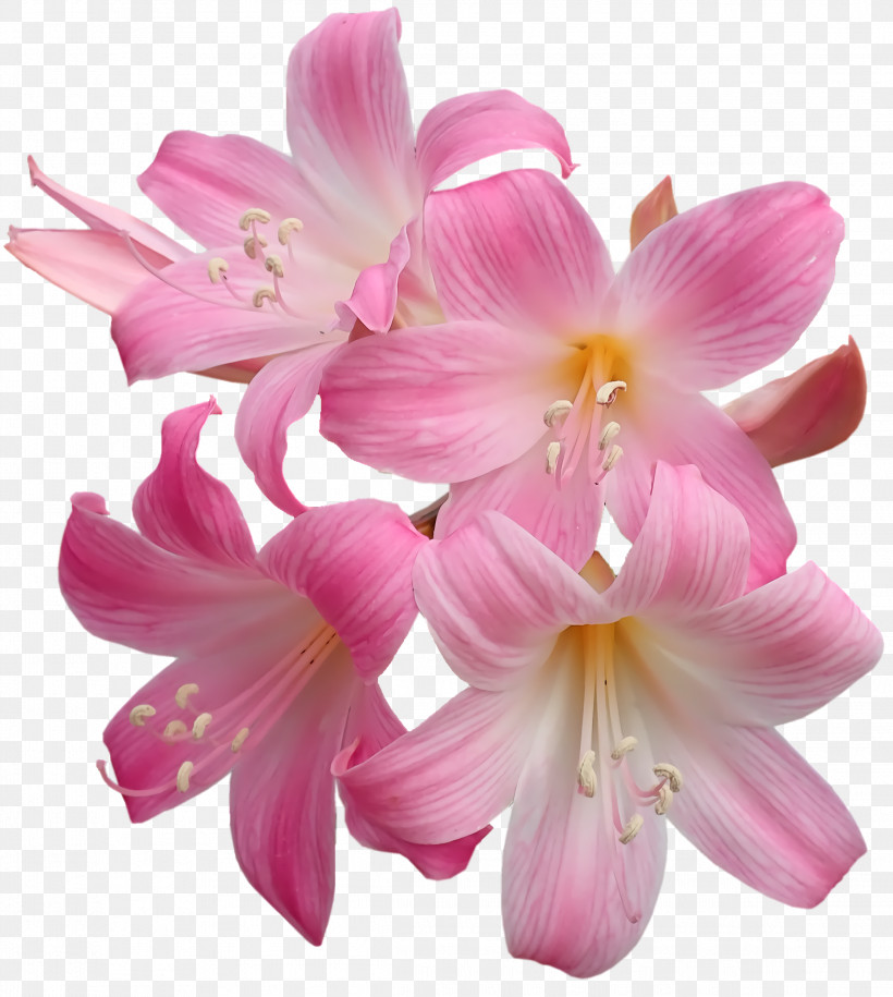 Amaryllis Cut Flowers Jersey Lily Moth Orchids Petal, PNG, 2292x2560px, Amaryllis, Cut Flowers, Flower, Jersey Lily, Lily M Download Free