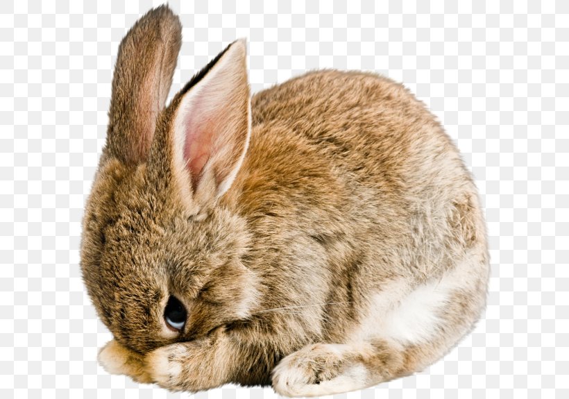 Domestic Rabbit Cruelty-free Clip Art, PNG, 600x575px, Rabbit, Crueltyfree, Domestic Rabbit, Dwarf Rabbit, Easter Bunny Download Free