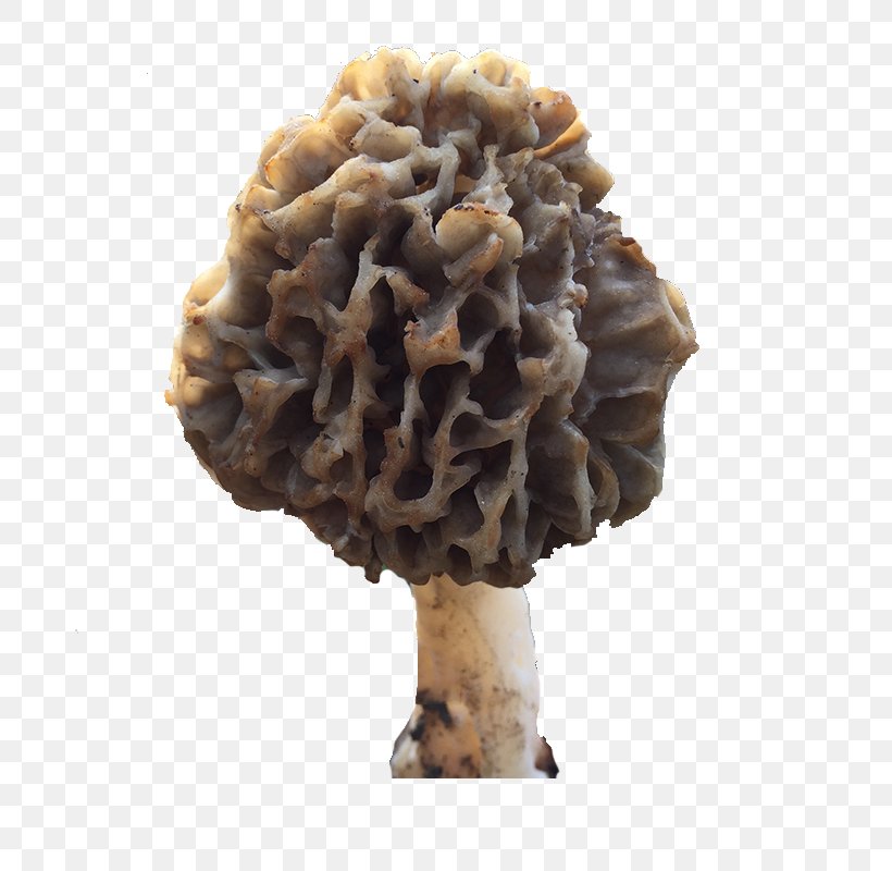 Edible Mushroom, PNG, 800x800px, Edible Mushroom, Food, Fur, Gratis, Ingredient Download Free