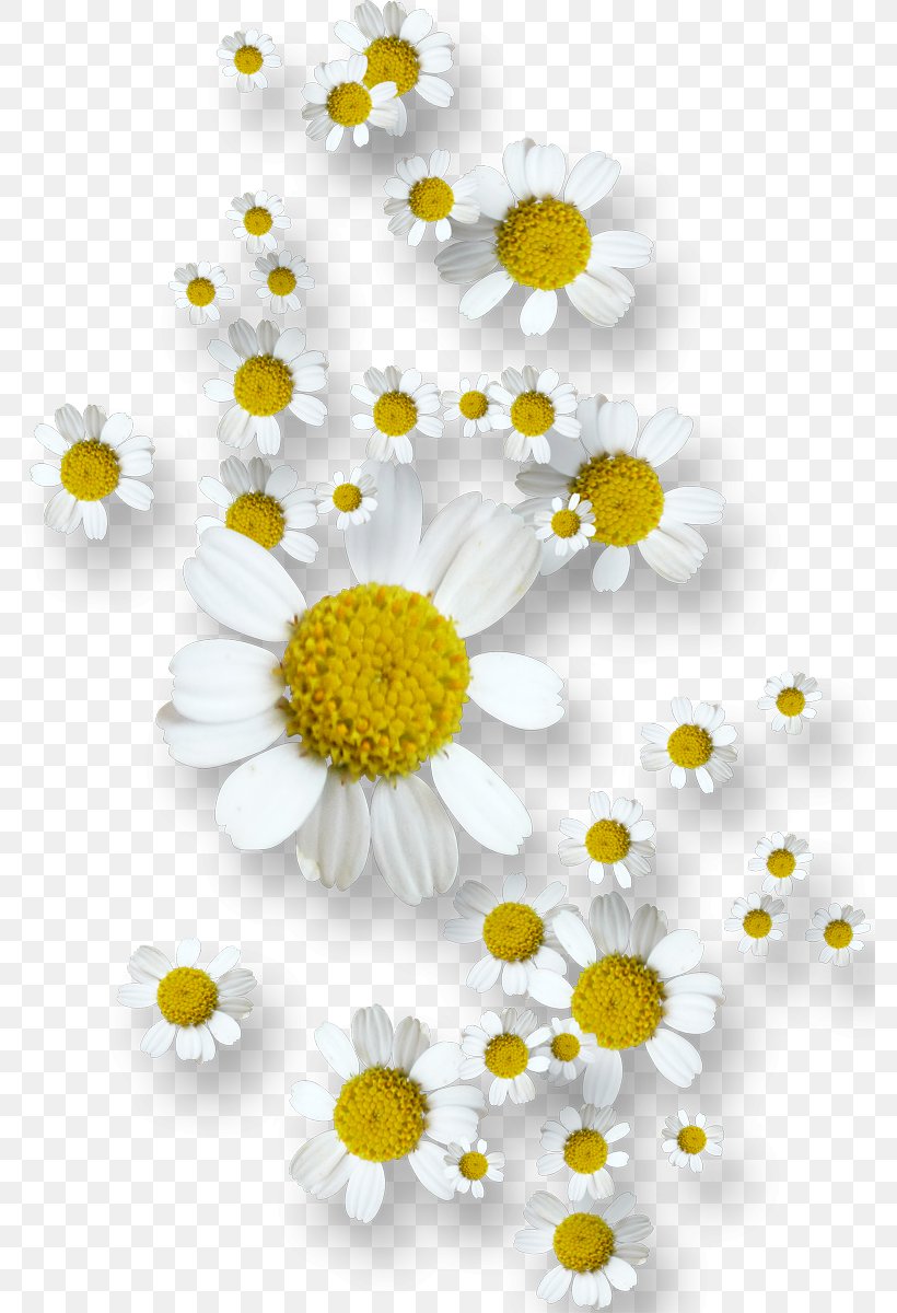 Flower, PNG, 781x1200px, Flower, Adobe Premiere Pro, Chamaemelum Nobile, Chrysanths, Daisy Download Free