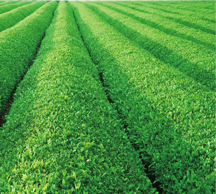 Green Tea Yum Cha Tea Garden, PNG, 1720x1542px, Tea, Agriculture, Crop, Drink, Field Download Free
