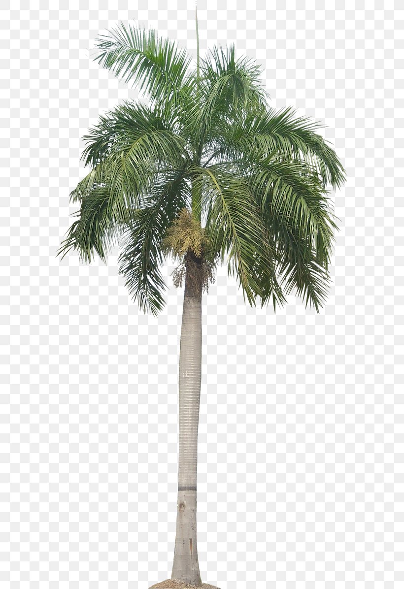 Panama Roystonea Regia Arecaceae Trachycarpus Fortunei Date Palm, PNG, 596x1196px, Panama, Areca Nut, Arecaceae, Arecales, Attalea Speciosa Download Free