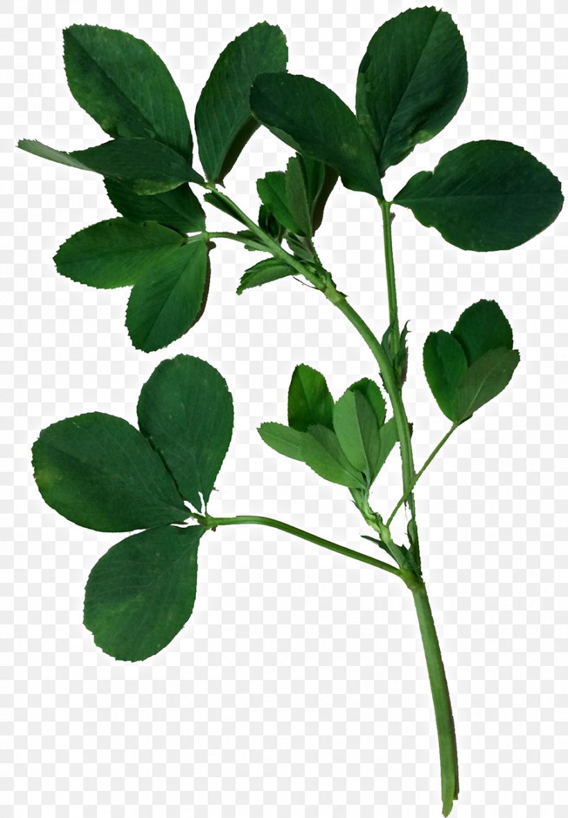 Alfalfa Leaflet Seed, PNG, 904x1300px, Alfalfa, Agriculture, Branch, Flowering Plant, Herb Download Free