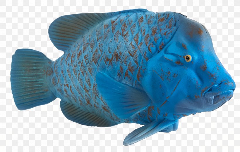 Eastern Blue Groper Grouper Female Image Fish, PNG, 2406x1530px, Grouper, Blue, Cobalt Blue, Coral Reef, Coral Reef Fish Download Free