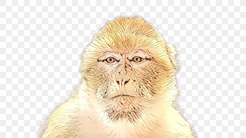 Old World Monkey Macaque Snout New World Monkey Rhesus Macaque, PNG, 2668x1499px, Old World Monkey, Fur, Macaque, New World Monkey, Rhesus Macaque Download Free