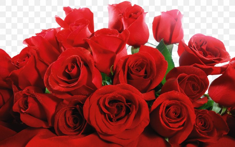 Rose Red High-definition Video Wallpaper, PNG, 1920x1200px, Rose, Artificial Flower, Cut Flowers, Display Resolution, Floral Design Download Free