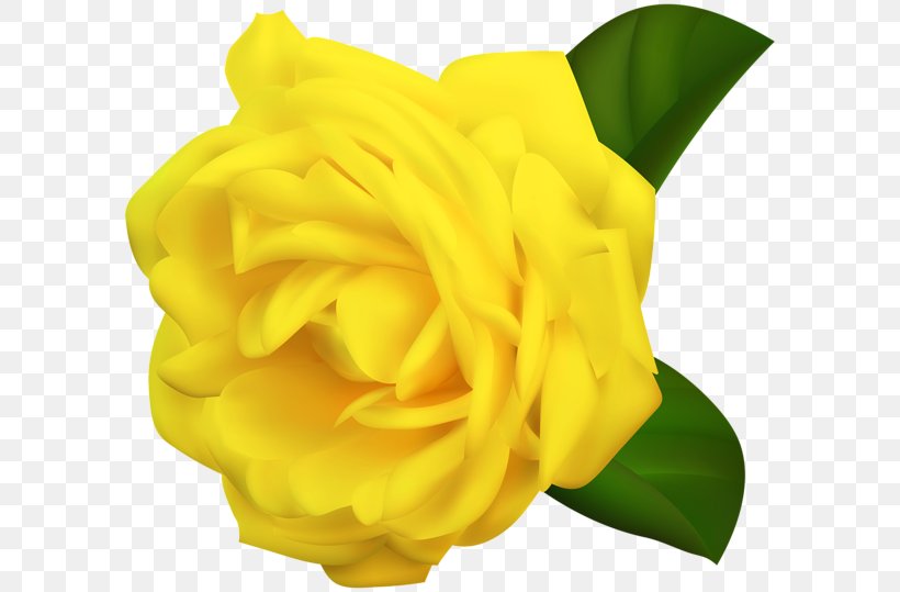 Yellow Rose Desktop Wallpaper Clip Art, PNG, 600x539px, Yellow, Color, Cut Flowers, Flower, Flowering Plant Download Free