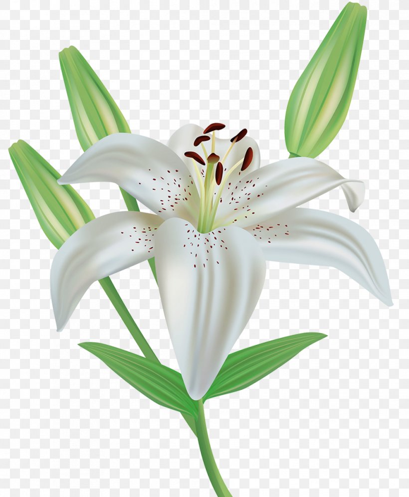 Easter Lily Flower Lilium Candidum Royalty-free Clip Art, PNG, 991x1206px, Easter Lily, Arumlily, Cut Flowers, Flower, Flowering Plant Download Free
