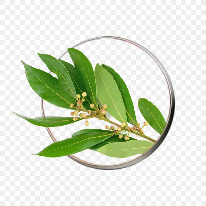 Bay Leaf Bay Laurel Cinnamomum Tamala Herb Ravensara Aromatica, PNG, 1000x1000px, Bay Leaf, Basil, Bay Laurel, Cinnamomum Tamala, Essential Oil Download Free