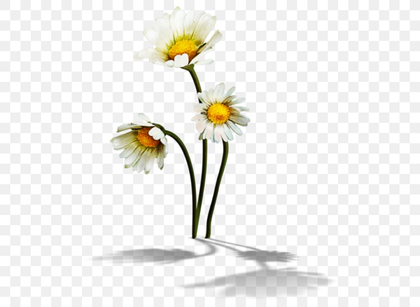 German Chamomile Clip Art, PNG, 508x600px, German Chamomile, Chamomile, Common Daisy, Cut Flowers, Daisy Download Free