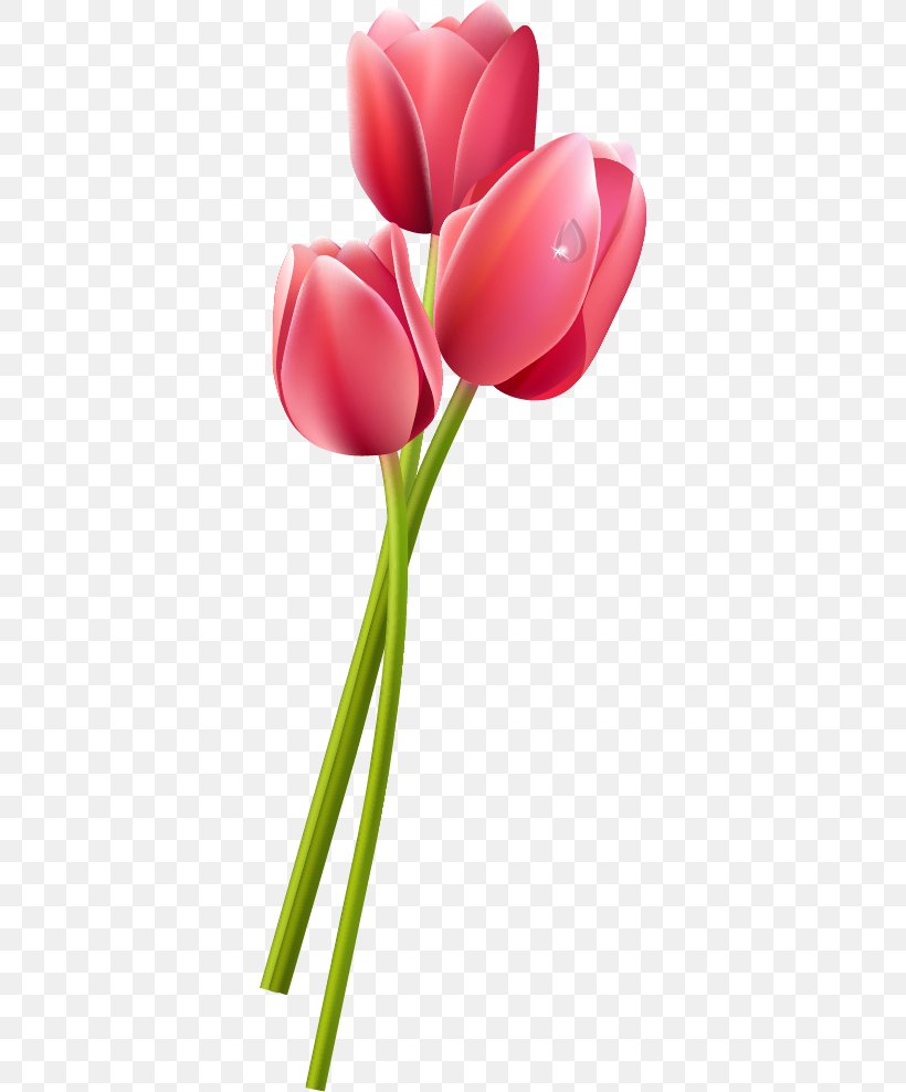 Tulip Clip Art, PNG, 350x988px, Tulip, Cut Flowers, Flower, Flowering Plant, Interior Design Services Download Free