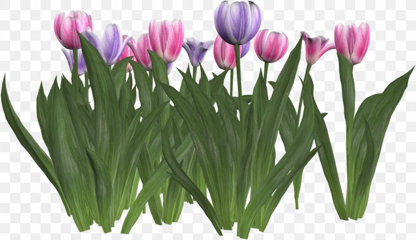 Tulip Cut Flowers Liliaceae Clip Art, PNG, 1280x739px, Tulip, Crocus, Cut Flowers, Flower, Flowering Plant Download Free