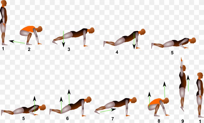 Push-up Squat Practice Human Back Shoulder, PNG, 3183x1920px, Pushup, Beak, Bird, Body, Computer Download Free
