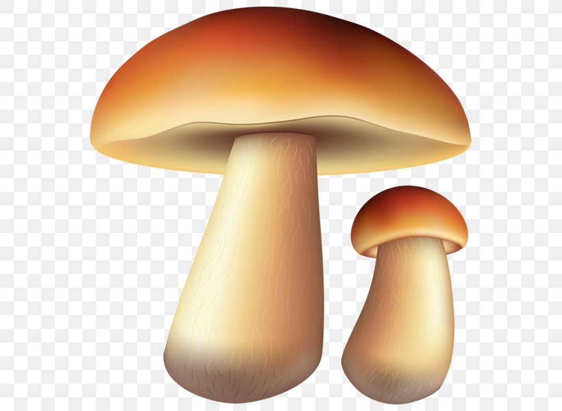Common Mushroom Edible Mushroom Clip Art, PNG, 575x600px, Mushroom, Common Mushroom, Edible Mushroom, Fungus, Lamella Download Free