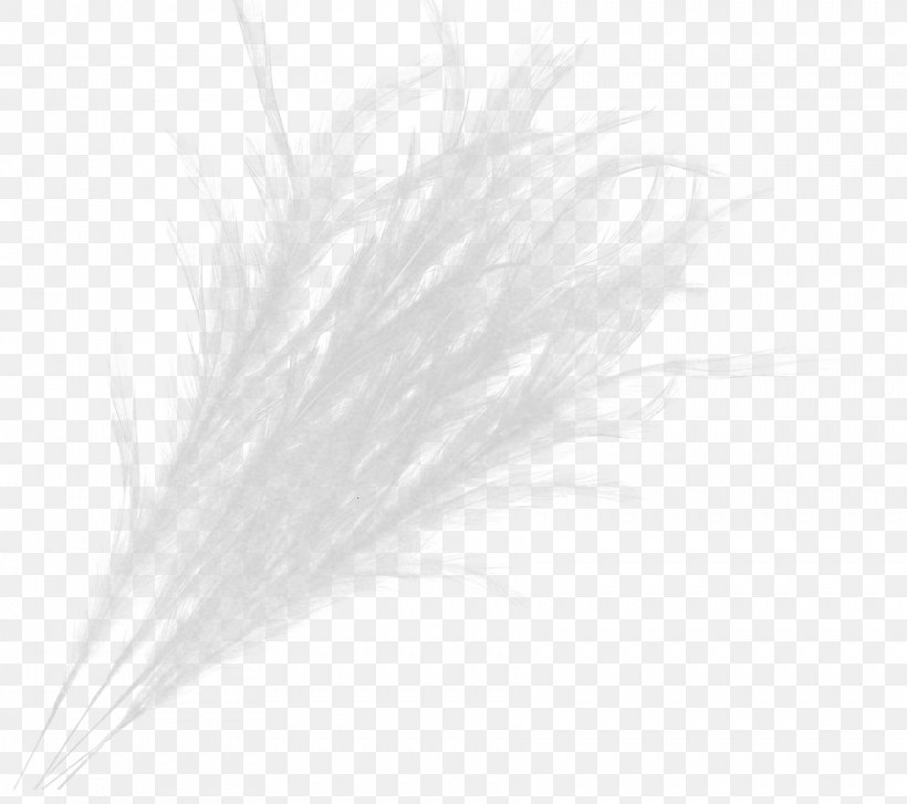 Feather White, PNG, 1763x1564px, Feather, Black And White, Grass, Quill, White Download Free