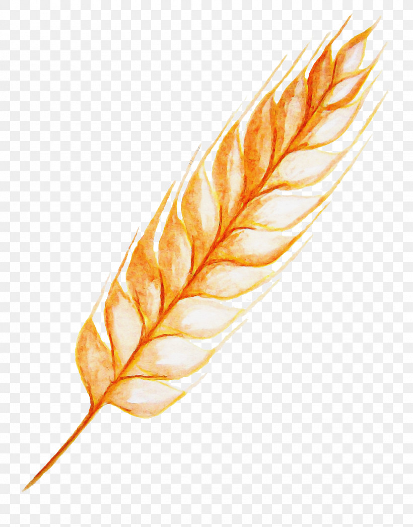 Feather, PNG, 1024x1307px, Feather, Grass Family, Natural Material, Plant, Quill Download Free