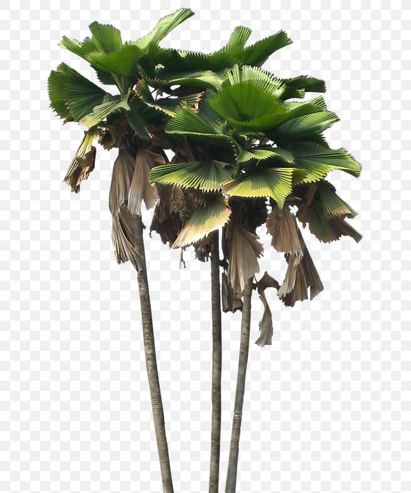 Plant Licuala Grandis Arecaceae Licuala Spinosa, PNG, 640x984px, Plant, Arecaceae, Arecales, Asian Palmyra Palm, Borassus Flabellifer Download Free