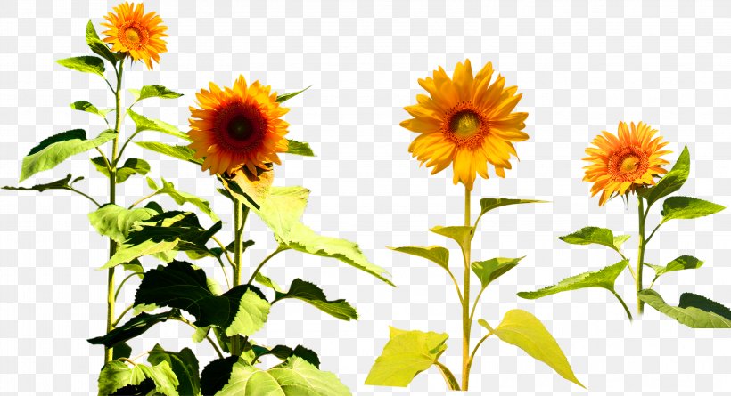 Four Cut Sunflowers Common Sunflower Two Cut Sunflowers Clip Art, PNG, 3149x1710px, Four Cut Sunflowers, Annual Plant, Chrysanthemum, Common Sunflower, Daisy Family Download Free