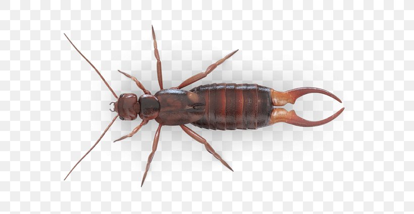 Insect Ant Ringlegged Earwig Mosquito, PNG, 600x425px, Insect, Ant, Arthropod, Baygon, Earwig Download Free