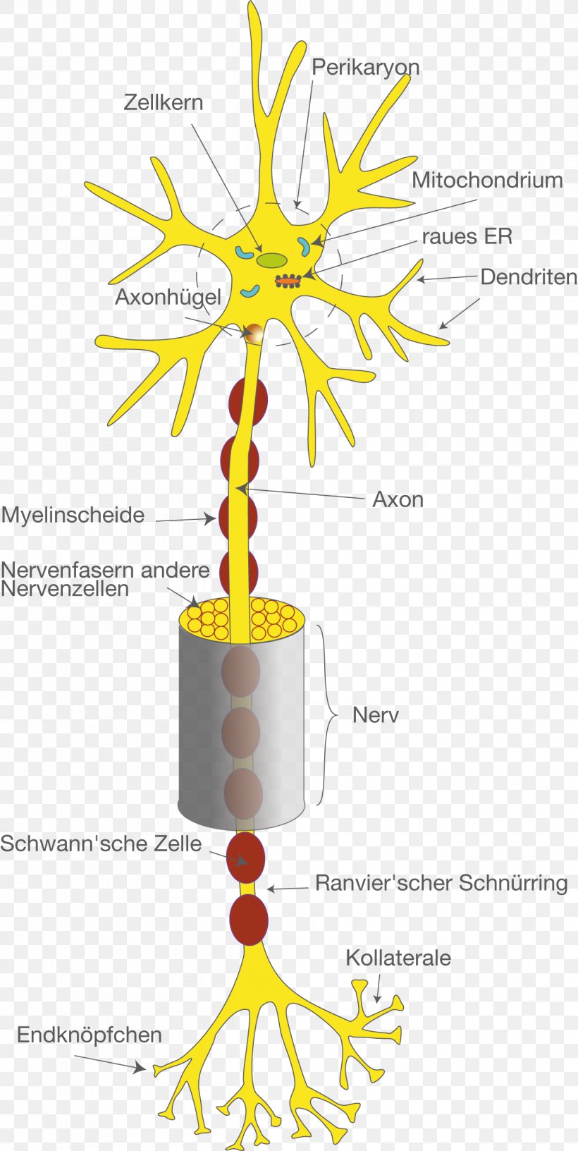Neuron Collateraal Nervous System Dendrite Axon, PNG, 1262x2513px, Neuron, Area, Astrocyte, Axon, Brain Download Free
