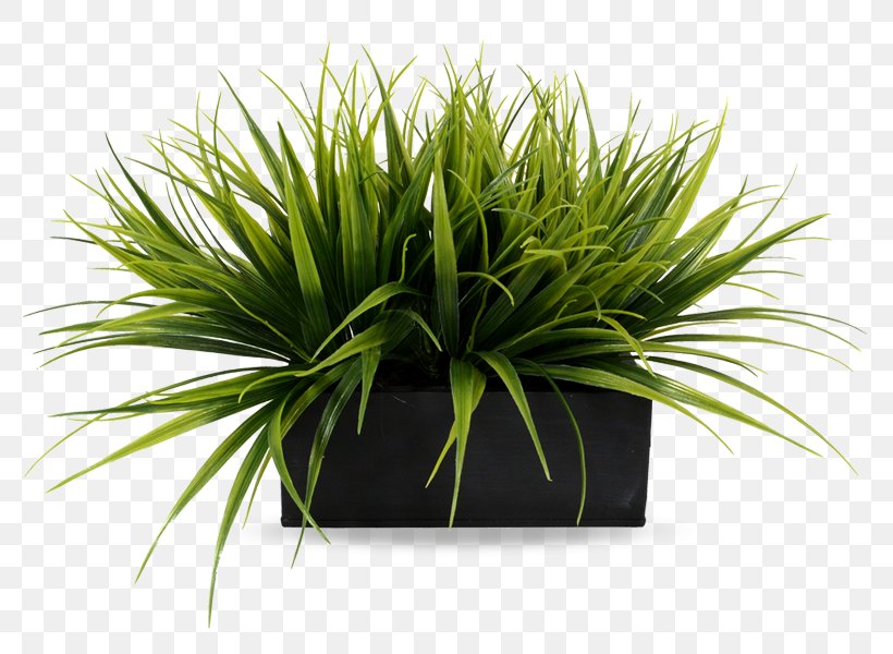 Plant Fescues Flowerpot Flower Box, PNG, 780x600px, Plant, Box, Container, Evergreen, Fescues Download Free
