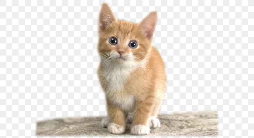 Somali Cat Kitten CatScat Dog Felidae, PNG, 600x447px, Somali Cat, Aegean Cat, Android, Canidae, Carnivoran Download Free