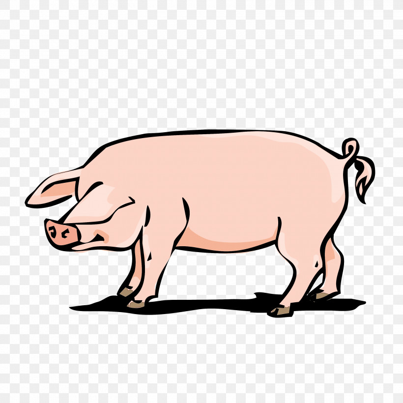 Suidae Boar Cartoon Livestock Snout, PNG, 3000x3000px, Suidae, Boar, Cartoon, Livestock, Snout Download Free