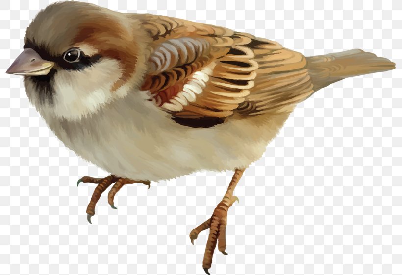 House Sparrow Bird Stock Photography, PNG, 800x562px, House Sparrow, Beak, Bird, Fauna, Feather Download Free