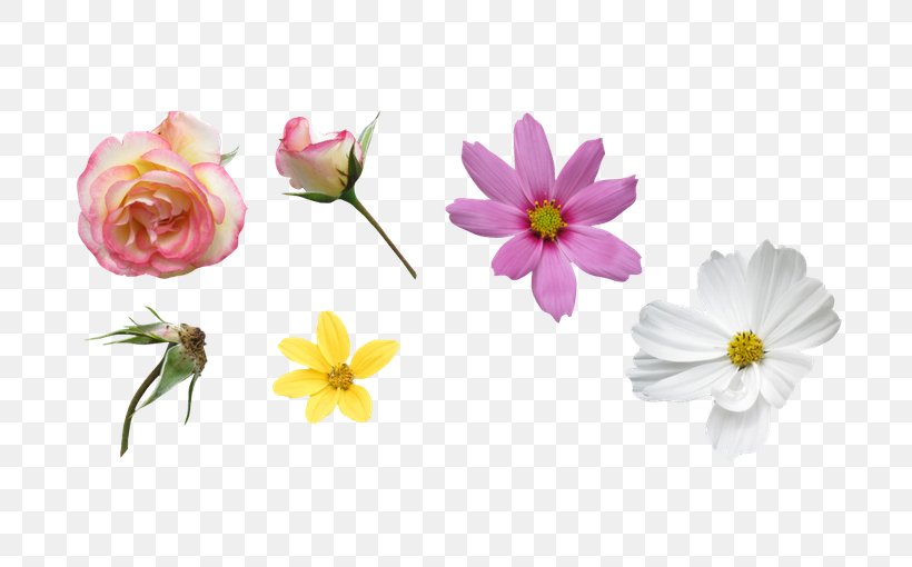Petal Flower, PNG, 700x510px, Petal, Art, Blossom, Cut Flowers, Deviantart Download Free