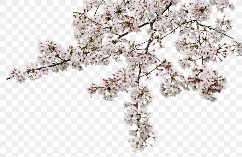 Cherry Blossom Yoshino Cherry Photography, PNG, 3400x2212px, Cherry Blossom, Blossom, Body Jewellery, Body Jewelry, Branch Download Free