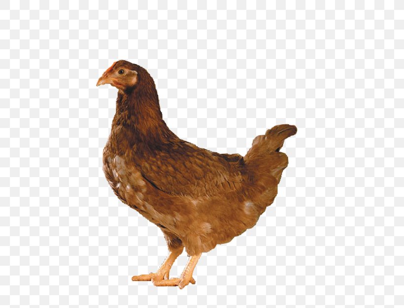Chicken Broiler Hen Rooster Photography, PNG, 500x626px, Chicken, Animal Husbandry, Aviculture, Beak, Bird Download Free
