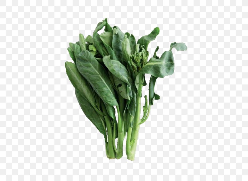 Chinese Broccoli Romaine Lettuce Vegetable Collard Greens Spring Greens, PNG, 487x600px, Chinese Broccoli, Bamboo Shoot, Brassica Juncea, Chard, Choy Sum Download Free