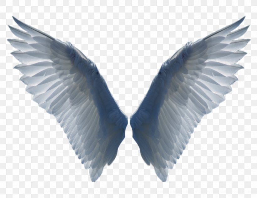 Desktop Wallpaper Bird Wing Clip Art, PNG, 900x695px, Bird, Angel Wing, Bird Flight, Feather, Wing Download Free